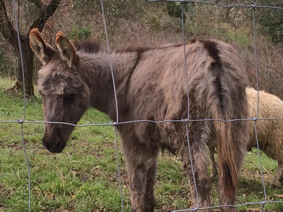 Podere Cortesi Agriturismo Molinaccio Santa Luce Εξωτερικό φωτογραφία